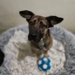 Pies do adopcji