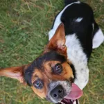 Pies do adopcji