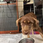 Pies do adopcji