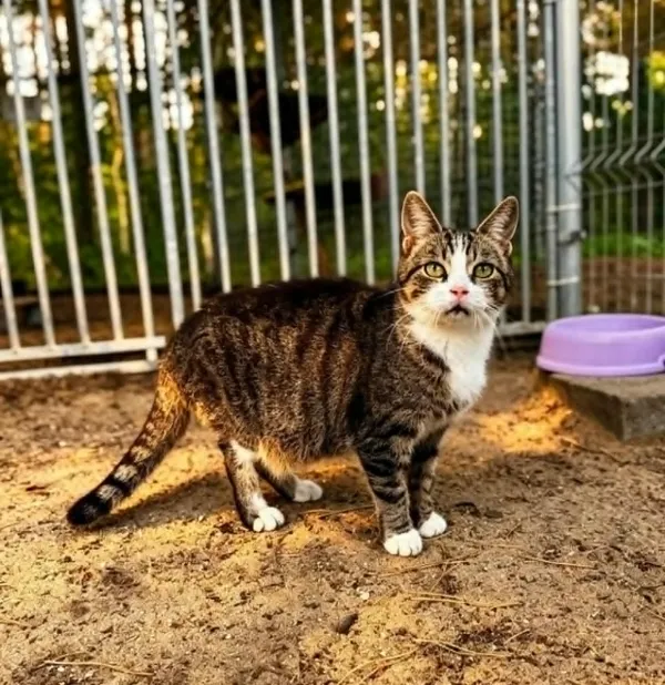 Kot do adopcji, Piła, 18 czerwca 2026