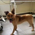Pies do adopcji