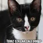 Kot do adopcji