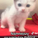 Kot do adopcji