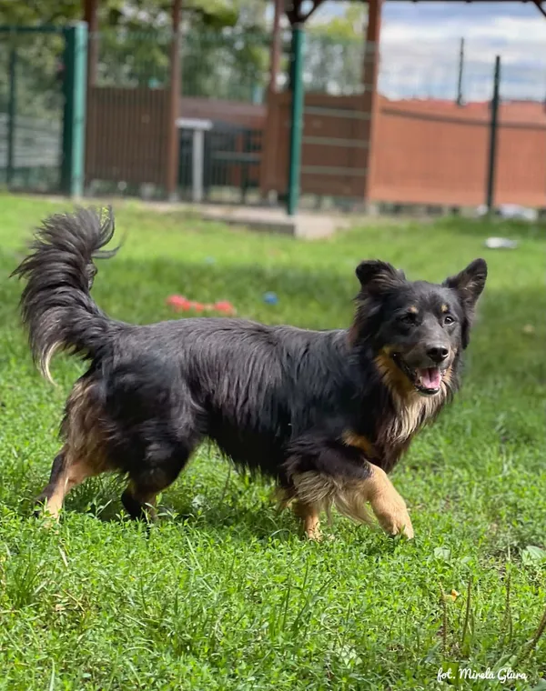 Pies do adopcji, Bydgoszcz, 4 września 2026 (3/5)