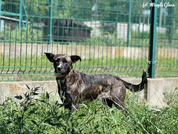Pies do adopcji, Bydgoszcz, 4 września 2026 (1/4)