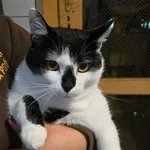 Kot do adopcji