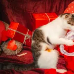 Kot do adopcji