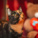 Kot do adopcji