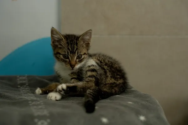 Kot do adopcji, Piła, 2 czerwca 2026