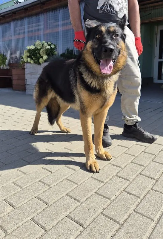 Znaleziono psa, Choszczno, 15 września 2026