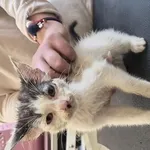 Kot do adopcji