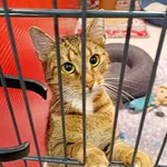 Kot do adopcji
