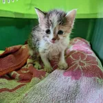 Kot do adopcji