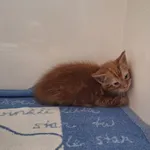Kot do adopcji