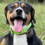 Pies do adopcji