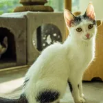 Kot do adopcji