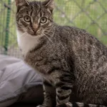 Kot do adopcji
