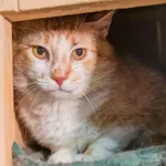 Kot do adopcji