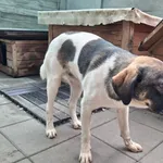Pies do adopcji