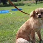 Pies do adopcji