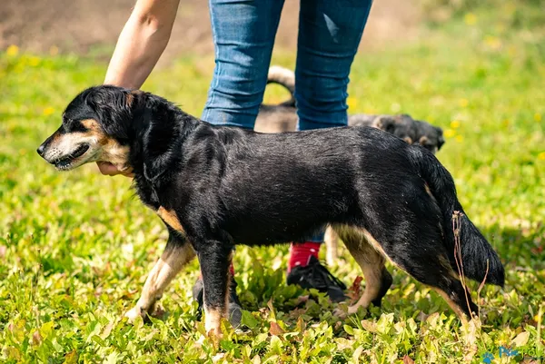 Pies do adopcji, Racławice, 10 września 2026 (3/5)