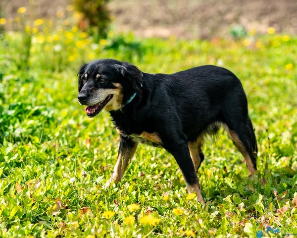 Pies do adopcji, Racławice, 10 września 2026 (5/5)