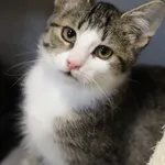 Kot do adopcji