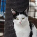 Kot do adopcji