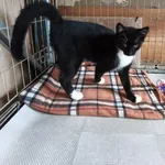 Kot do adopcji
