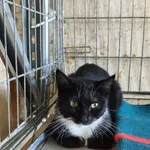 Kot do adopcji