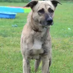 Pies do adopcji