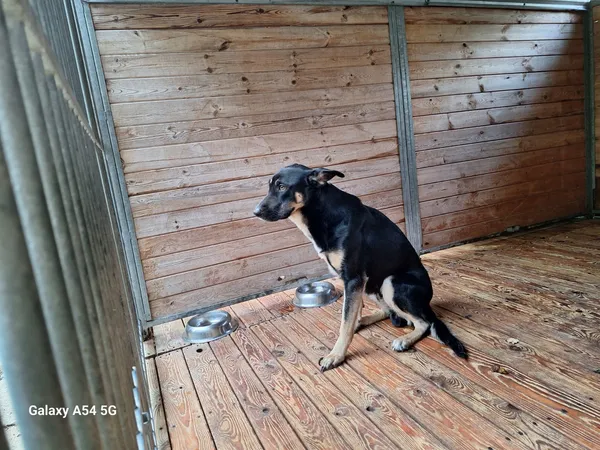 Pies do adopcji, Orzechowce, 23 września 2026 (2/5)