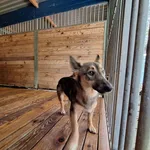 Pies do adopcji