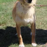Pies do adopcji