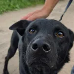 Pies do adopcji