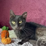 Kot do adopcji
