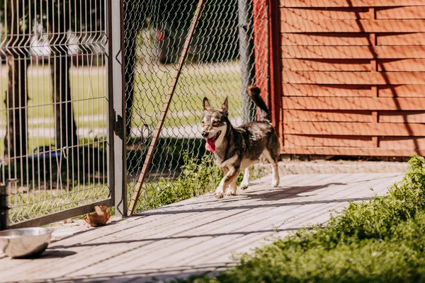 Pies do adopcji, Czartki, 18 września 2026 (2/5)