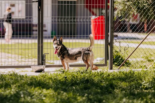 Pies do adopcji, Czartki, 18 września 2026 (4/5)