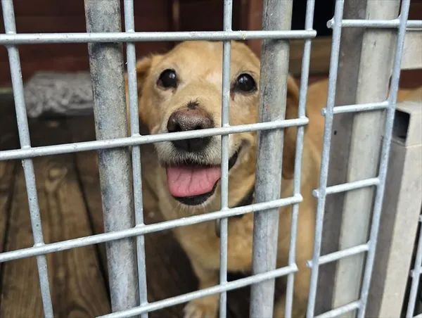 Pies do adopcji, Gorzów Wielkopolski, 19 września 2026