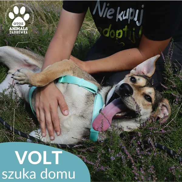 Pies do adopcji, Dąbrówka, 5 września 2026 (3/4)