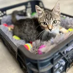 Kot do adopcji