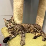Kot do adopcji