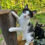 Kot do adopcji