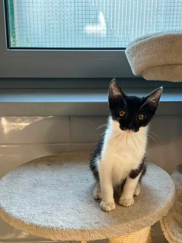 Kot do adopcji, Tychy, 25 czerwca 2026
