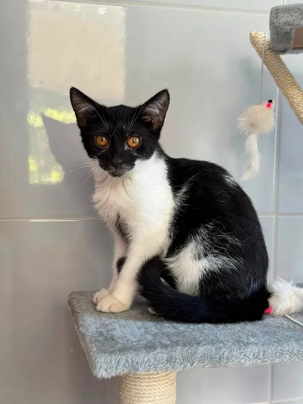 Kot do adopcji, Tychy, 25 czerwca 2026