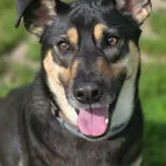 Pies do adopcji