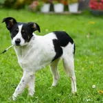 Pies do adopcji