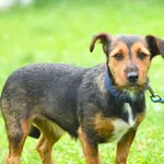 Pies do adopcji