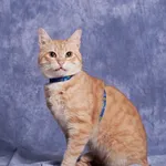 Kot do adopcji