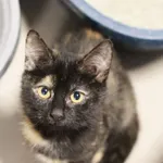 Kot do adopcji